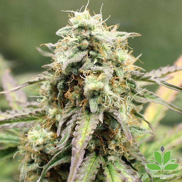 View Comprar Auto NL de Female Seeds - GB The Green Brand