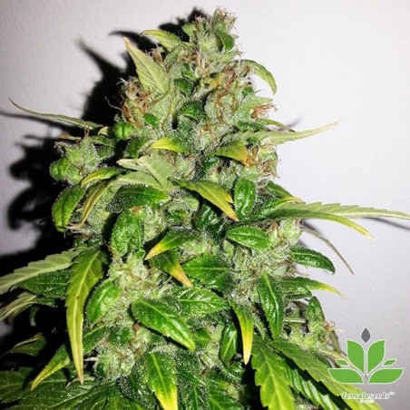 Auto AK female seeds