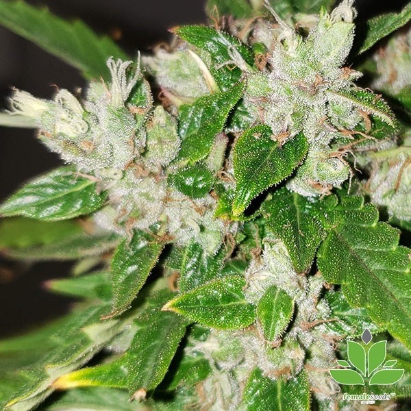 View Comprar Auto Bubble Female Seeds - GB The Green Brand