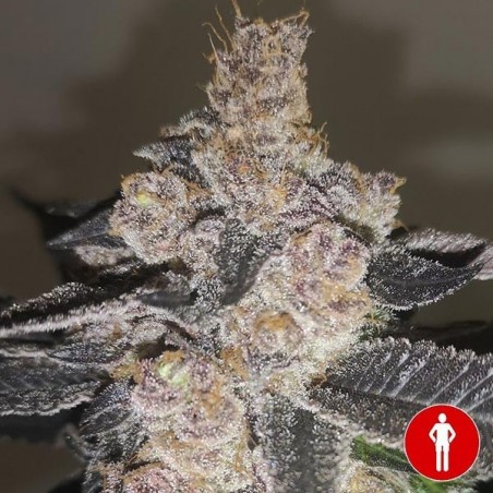 Compra Gelato 242 de Medical Seeds - GB The Green Brand