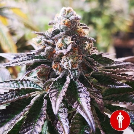 Comprar Cookies Purple Punch de Medical Seeds - GB