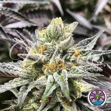 Comprar Delicious Cookies da Delicious Seeds - GB