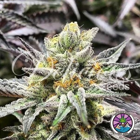 Comprar Delicious Cookies de Delicious Seeds - GB