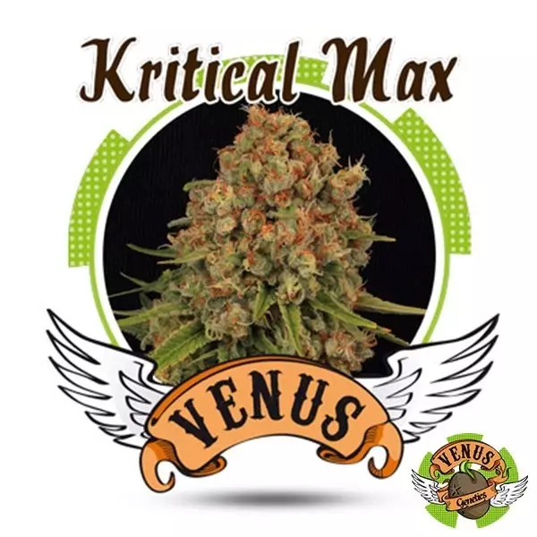 View Kritical Max cannabis plant