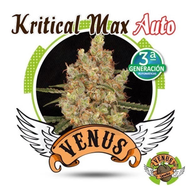 Kritical Max Auto cannabis plant