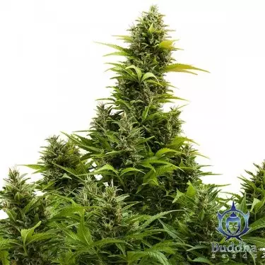 Medikit Auto CBD Marijuana Plant
