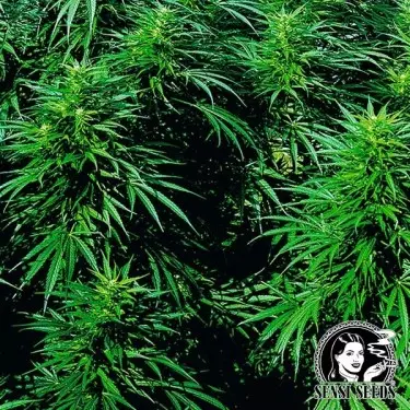 Ruderalis Skunk ® Autofloreciente Sensi Seeds - Grow Barato