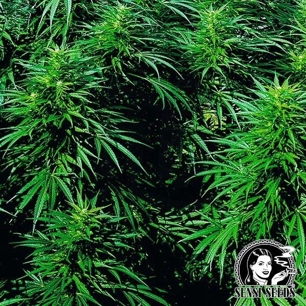 Ruderalis Skunk Regular cannabis plant