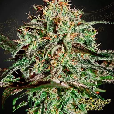 A.M.S. de Green House Seeds feminizada - Grow Barato