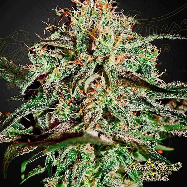 View A.M.S. de Green House Seeds feminizada - Grow Barato