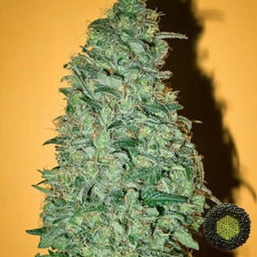 California Dream feminizada de Mandala Seeds - Grow Barato