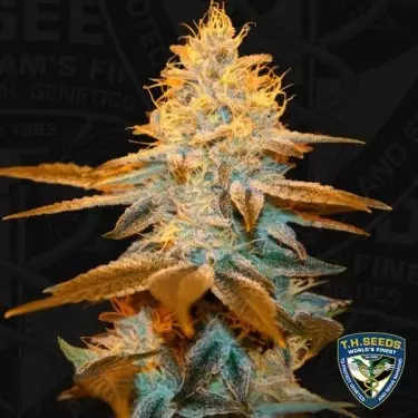 Glue de morango - T.H. Seeds - feminizado - GB The Green Brand