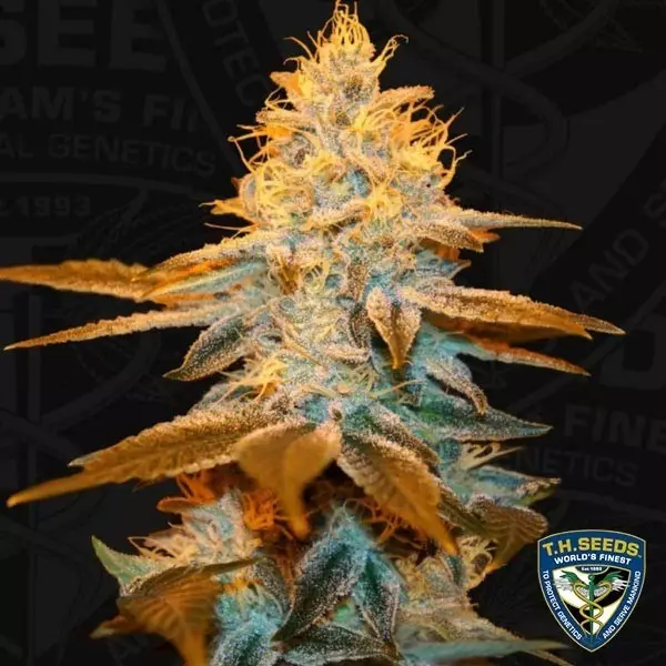 View Glue de morango - T.H. Seeds - feminizado - GB The Green Brand