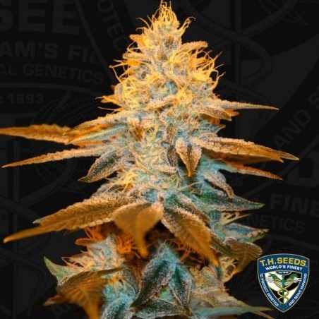 Strawberry Glue - T.H. Seeds - feminizada - Grow Barato