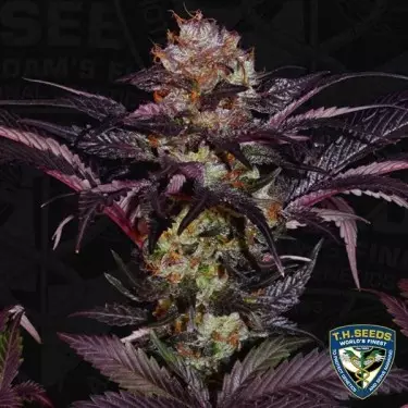 French Macaron - T.H. Seeds - feminizada - Grow Barato