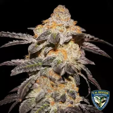 Cookies franceses - T.H. Seeds - 100% feminizado - GB The Green Brand