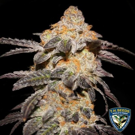 French Cookies - T.H. Seeds - 100% feminizada - Grow Barato