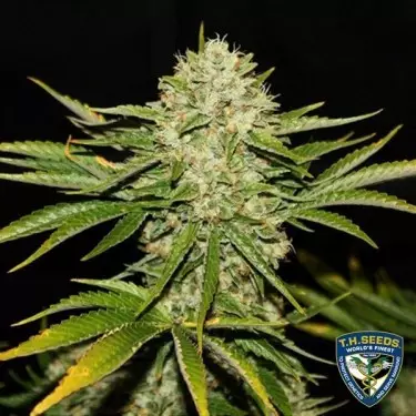 Banco Feminizado T.H. Seeds - GB The Green Brand