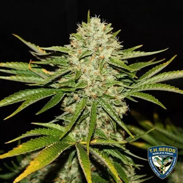 View Wreckage Feminizada del banco T.H. Seeds - Grow Barato