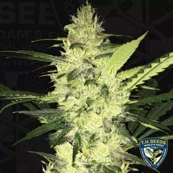View O S.A.G.E. de T.H. Seeds feminizado - GB The Green Brand