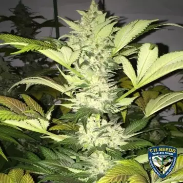 Roof 95 Plante de marijuana