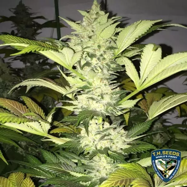 View Roof 95 Plante de marijuana