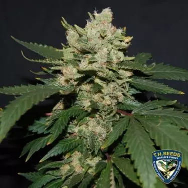 M.O.B. Cannabis Plant