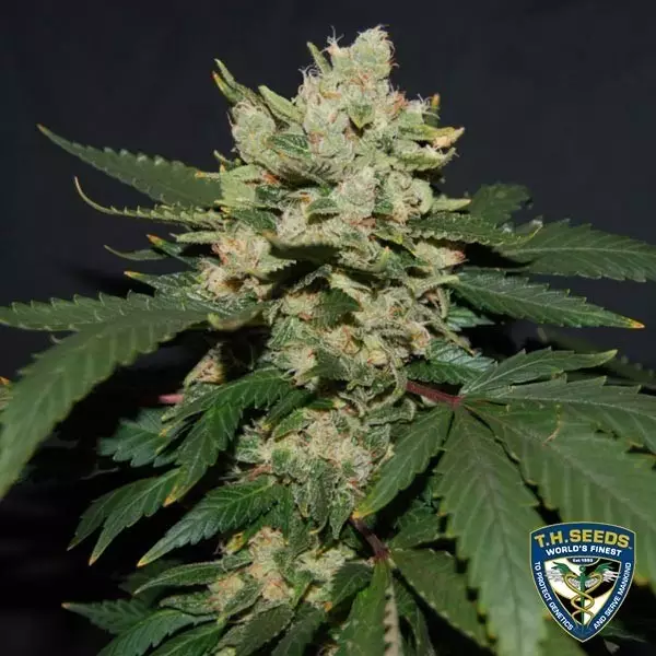 View M.O.B. Cannabis Plant