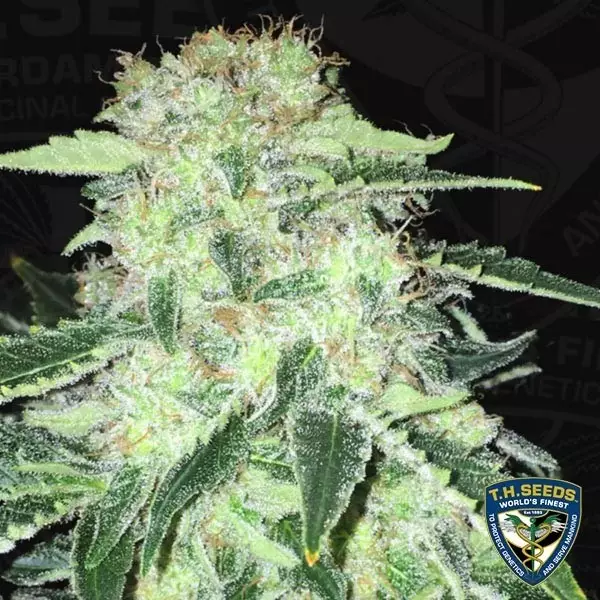 View S.A.G.E. T.H. Seeds feminizada CBD - GB The Green Brand