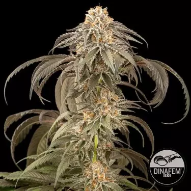 Purple Afghan Kush Dinafem feminizado - GB The Green Brand