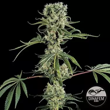 Moby Dick 2 de Dinafem sementes feminizadas - GB The Green Brand