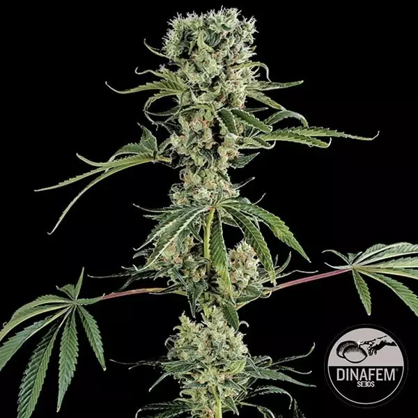 View Moby Dick 2 cannabis plant