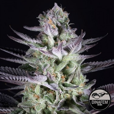 Semillas Blueberry Cookies de Dinafem Seeds - Grow Barato