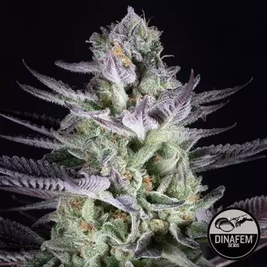 Blueberry Cookies Marijuana Plant