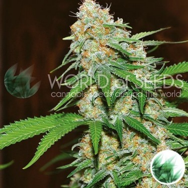 Plante de marijuana Mazar x White Rhino