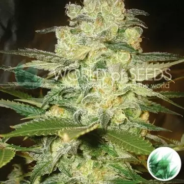 Afegão Kush x White Widow Mundo de Sementes - GB The Green Brand