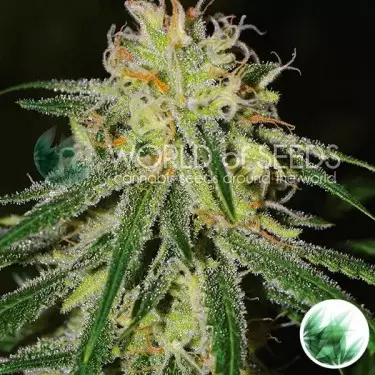 Amnesia de World Of Seeds feminizadas - Grow Barato