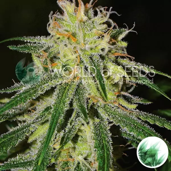 View Amnesia de World Of Seeds feminized - GB The Green Brand