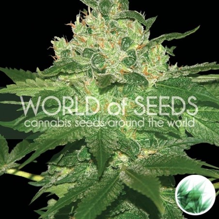 Plante de marijuana Afghan Kush