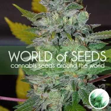 Space de World of Seeds feminizadas - Grow Barato