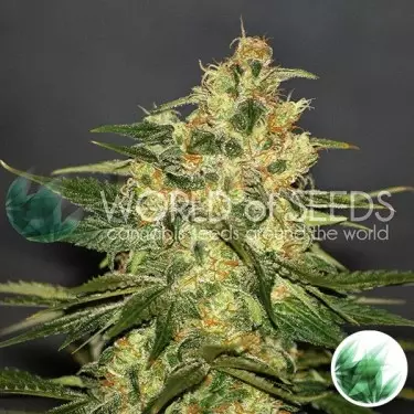 Ketama de World of Seeds feminizada - Grow Barato