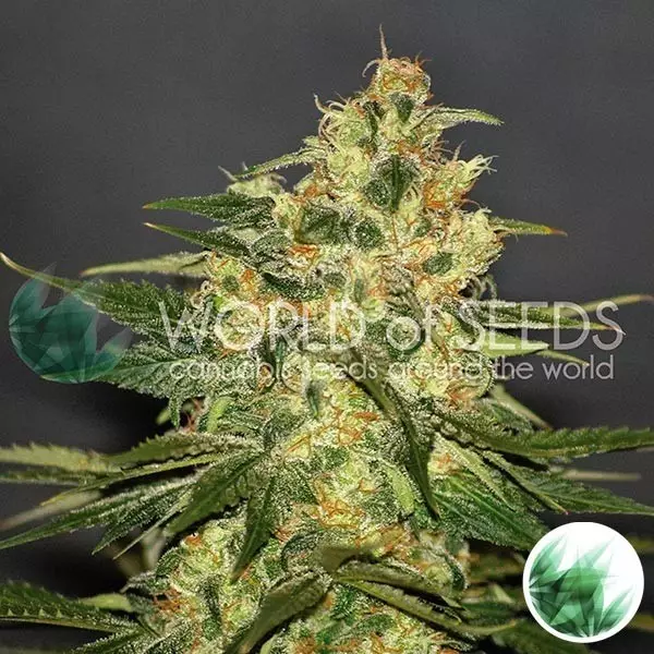 View Ketama de World of Seeds feminizada - Grow Barato