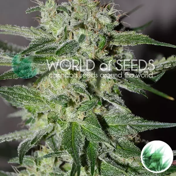 View Pakistan Valley of World of Seeds feminized - GB The Green Brand