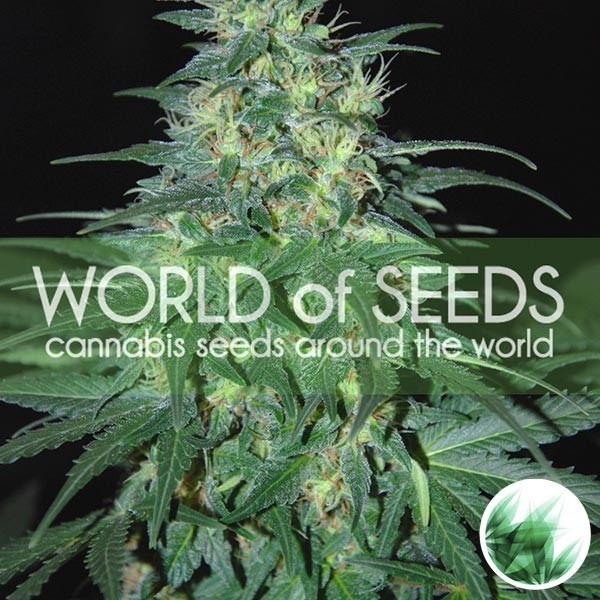 South Africa Kwasulu cannabis plant