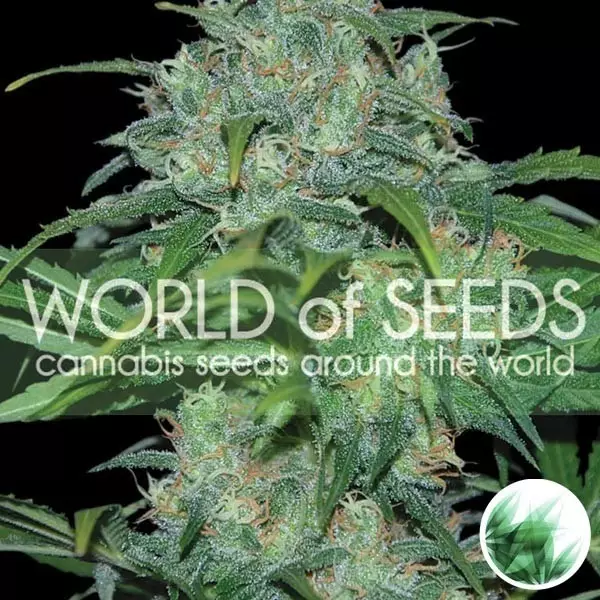 View Wild Thailand de World of Seeds feminized - GB The Green Brand