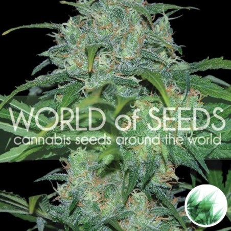 Wild Thailand de World of Seeds feminizada - Grow Barato