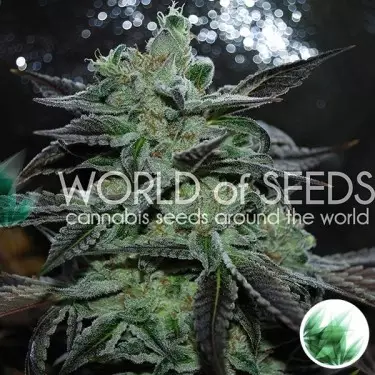 Strawberry Blue de World of Seeds feminizada - Grow Barato