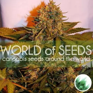 Northern Light x Big Bud Auto de WOS - GB The Green Brand