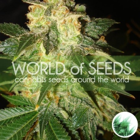 Pakistan Ryder Auto de World of Seeds - Grow Barato