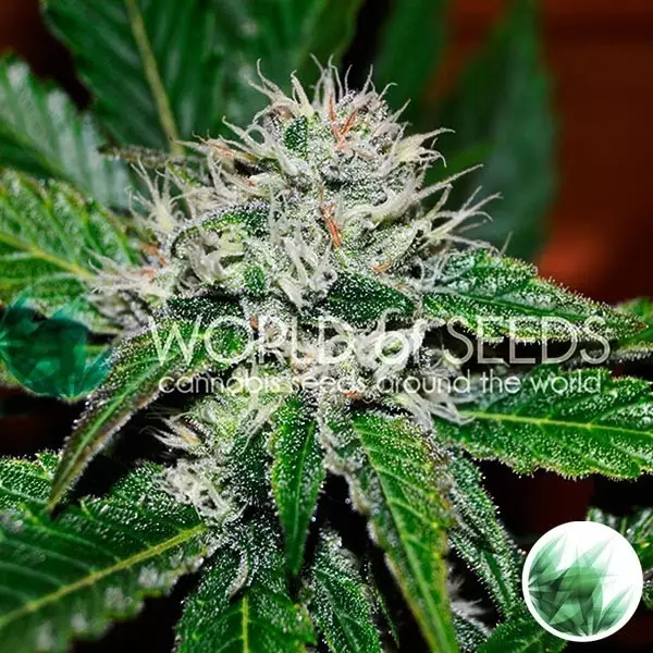 Amnesia Ryder de World of Seeds feminizada - GB The Green Brand